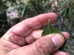 Excoecaria dallachyana