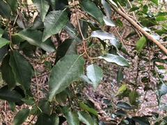 Excoecaria dallachyana