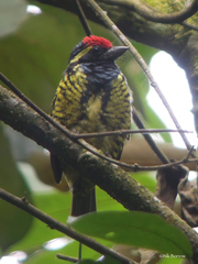 Buccanodon duchaillui