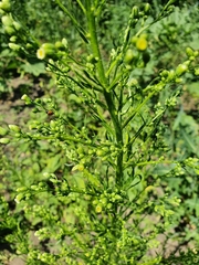 Erigeron canadensis