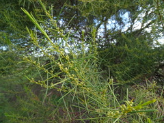 Acacia euthycarpa