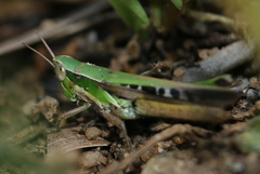 Spathosternum prasiniferum