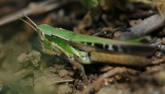Spathosternum prasiniferum