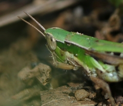 Spathosternum prasiniferum