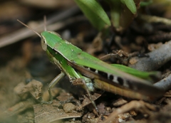 Spathosternum prasiniferum