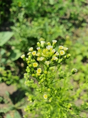 Erigeron canadensis