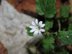 Stellaria nemorum