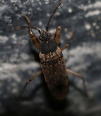 Elasmolomus squalidus