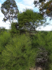 Acacia euthycarpa