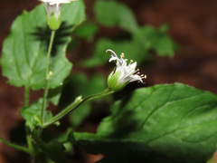 Stellaria nemorum