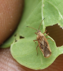 Cysteochila delineata