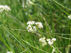 Galium octonarium