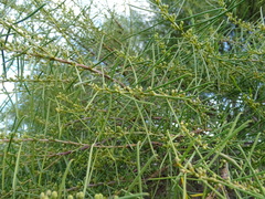 Acacia euthycarpa