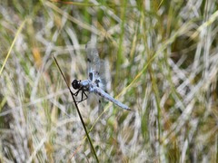 Libellula nodisticta