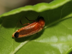 Abscondita
