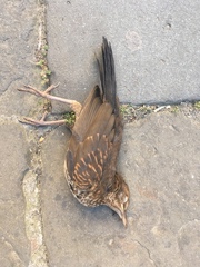 Turdus merula