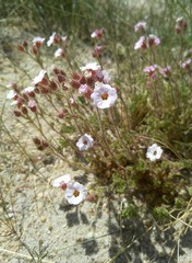 Chamaerhodos grandiflora