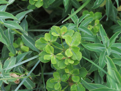 Euphorbia gasparrinii