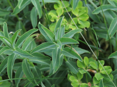 Euphorbia gasparrinii