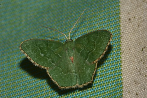 Common Emerald