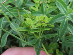 Euphorbia gasparrinii
