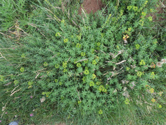 Euphorbia gasparrinii