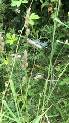 Enallagma cyathigerum