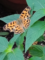 Polygonia c-aureum lunulata