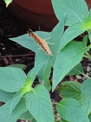 Polygonia c-aureum lunulata