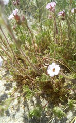 Chamaerhodos grandiflora