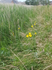 Sonchus palustris