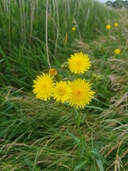Sonchus palustris