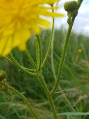 Sonchus palustris