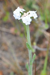 Plagiobothrys nothofulvus