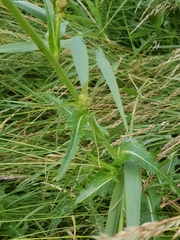 Sonchus palustris