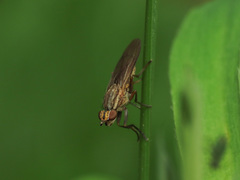 Pherbellia cinerella