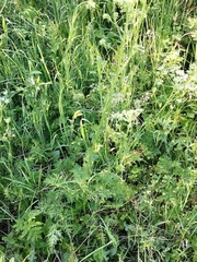 Aulacospermum anomalum