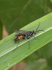 Anoplius apiculatus