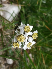 Achillea atrata