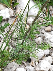 Achillea atrata
