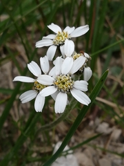 Achillea atrata