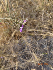 Dicliptera paniculata