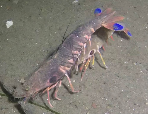 Sicyonia penicillata
