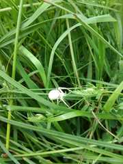 Misumena vatia