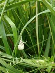 Misumena vatia