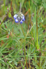Lupinus nanus