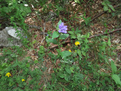 Campanula foliosa
