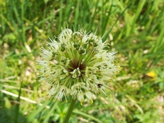 Allium victorialis