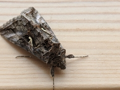 Autographa gamma