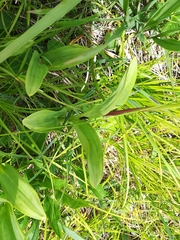 Allium victorialis